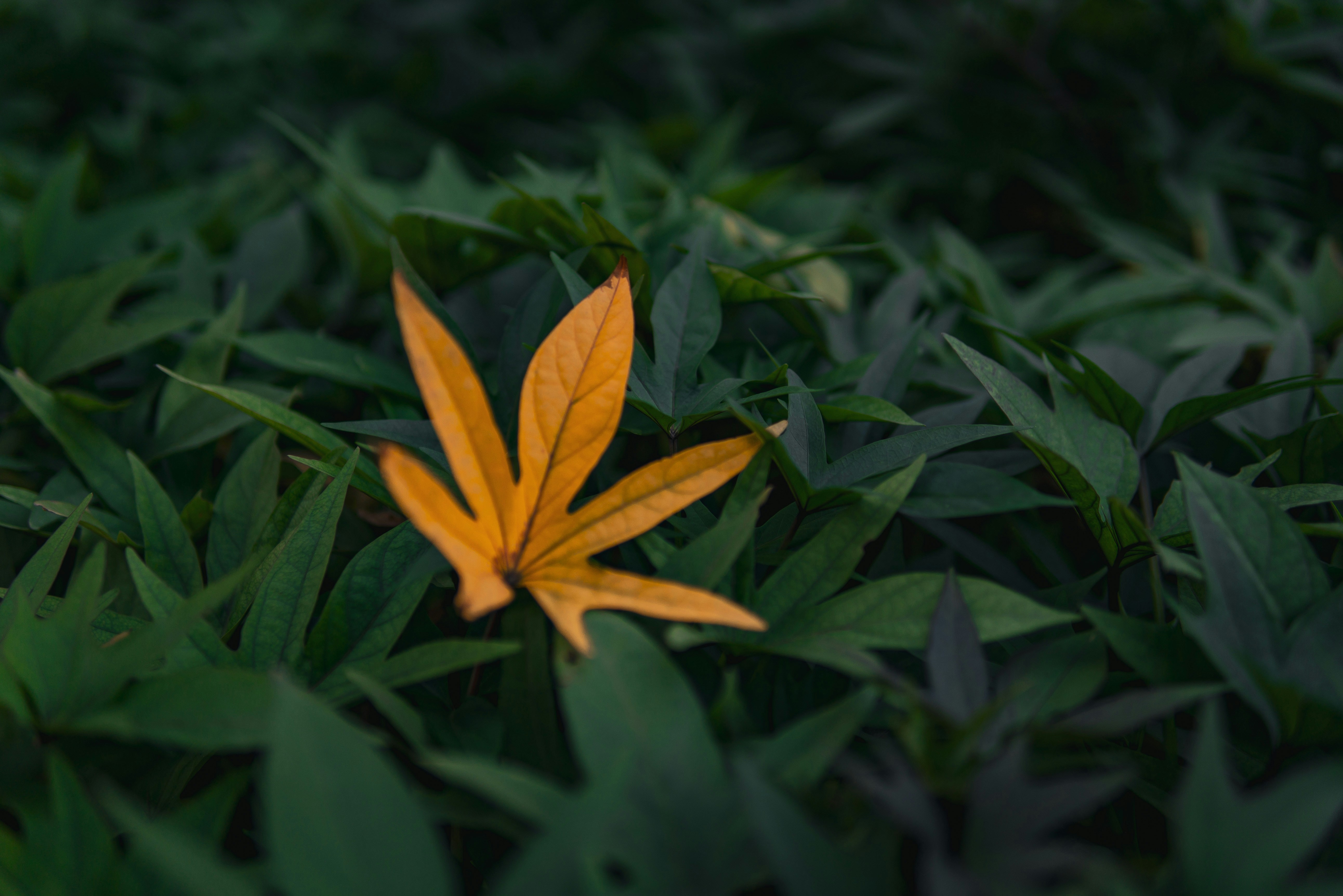 Unique yellow leaf between the green leaves