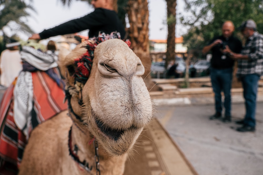 a close up of a camel with a man in the background