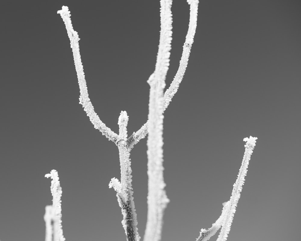 a black and white photo of a frosty tree