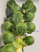 A close-up view of a stalk of Brussels sprouts with several green sprouts attached along the stalk. The sprouts have a fresh appearance with noticeable texture on their surfaces.