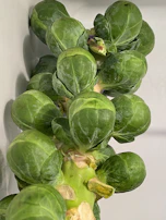 Close-up of glistening Brussels sprouts freshly harvested and ready for shipment.