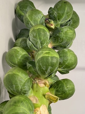 A close-up view of a stalk of Brussels sprouts with several green sprouts attached along the stalk. The sprouts have a fresh appearance with noticeable texture on their surfaces.
