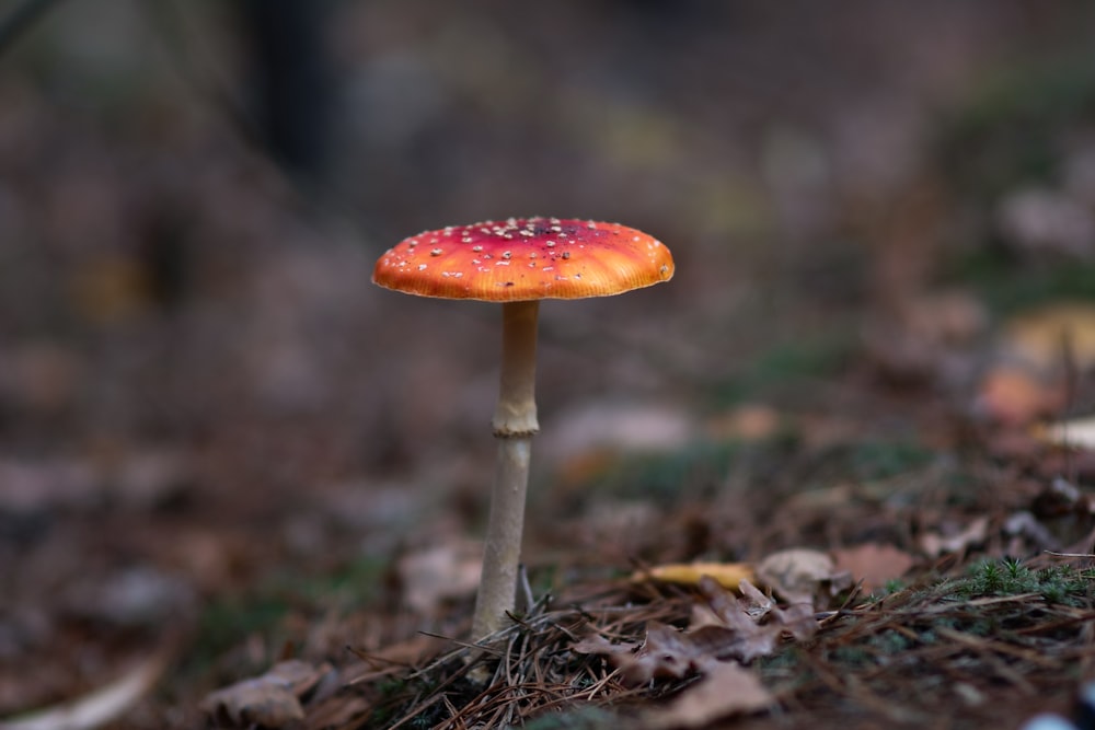 a close up of a mushroom on the ground