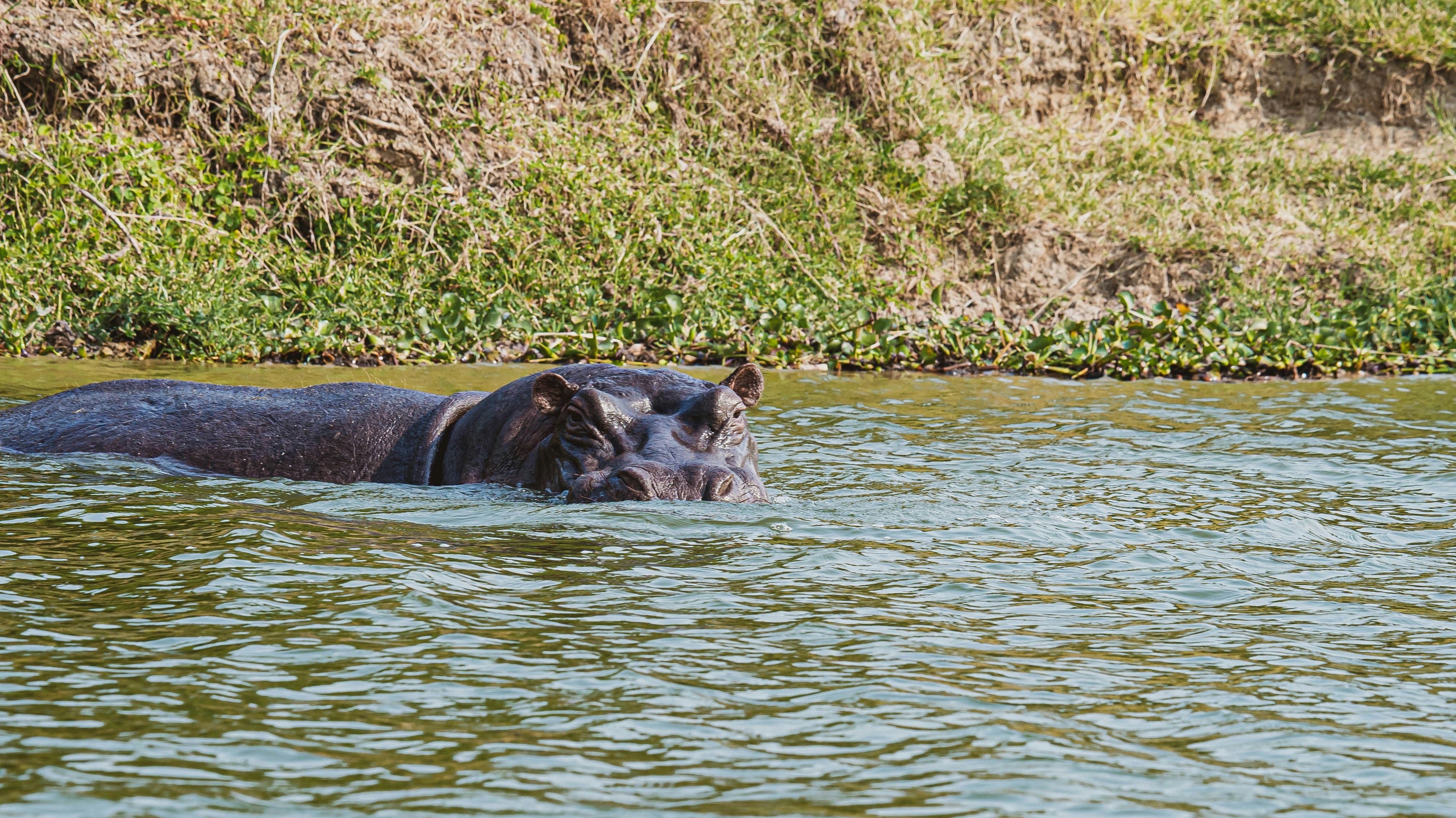 Queen Elizabeth National Park, Uganda - A hippopotamus enjoys the cool water of the Kazinga Channel.