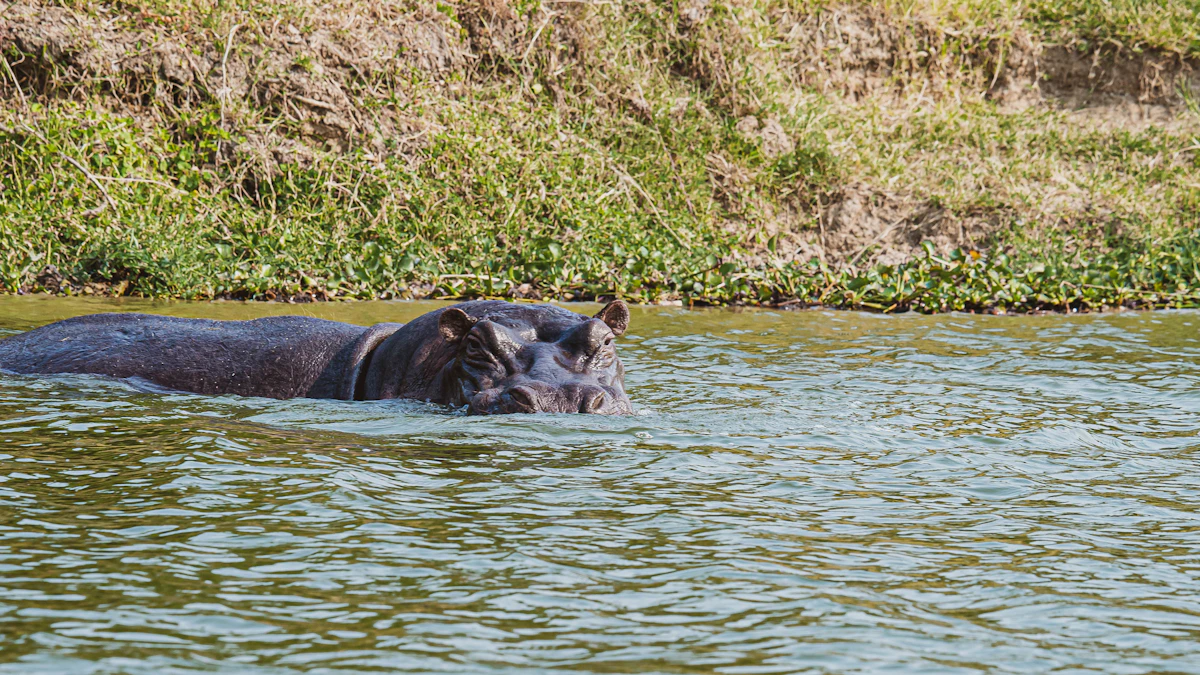 A hippo swimming in the Kazinga Channel in front of a grassy bank