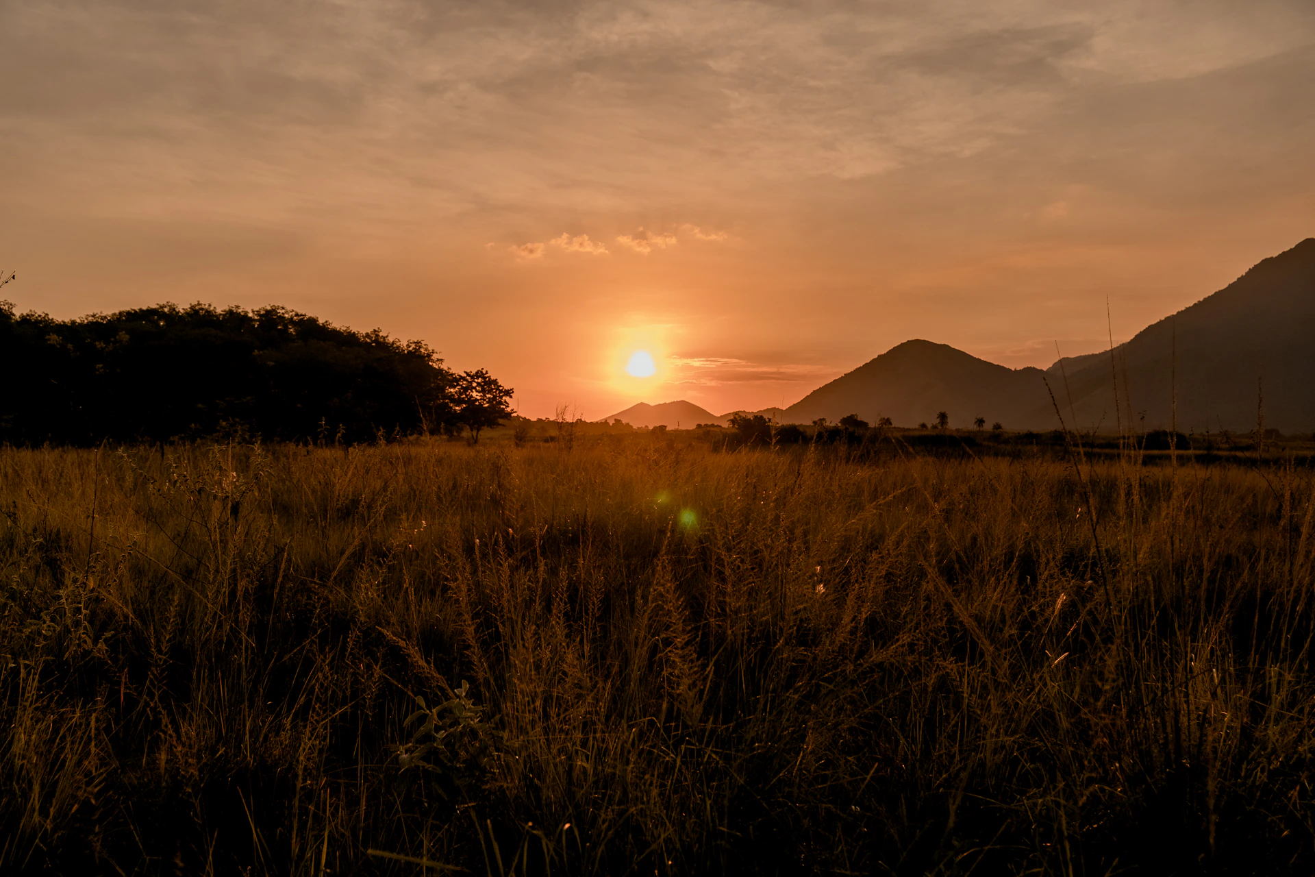the sun is setting over a field of tall grass