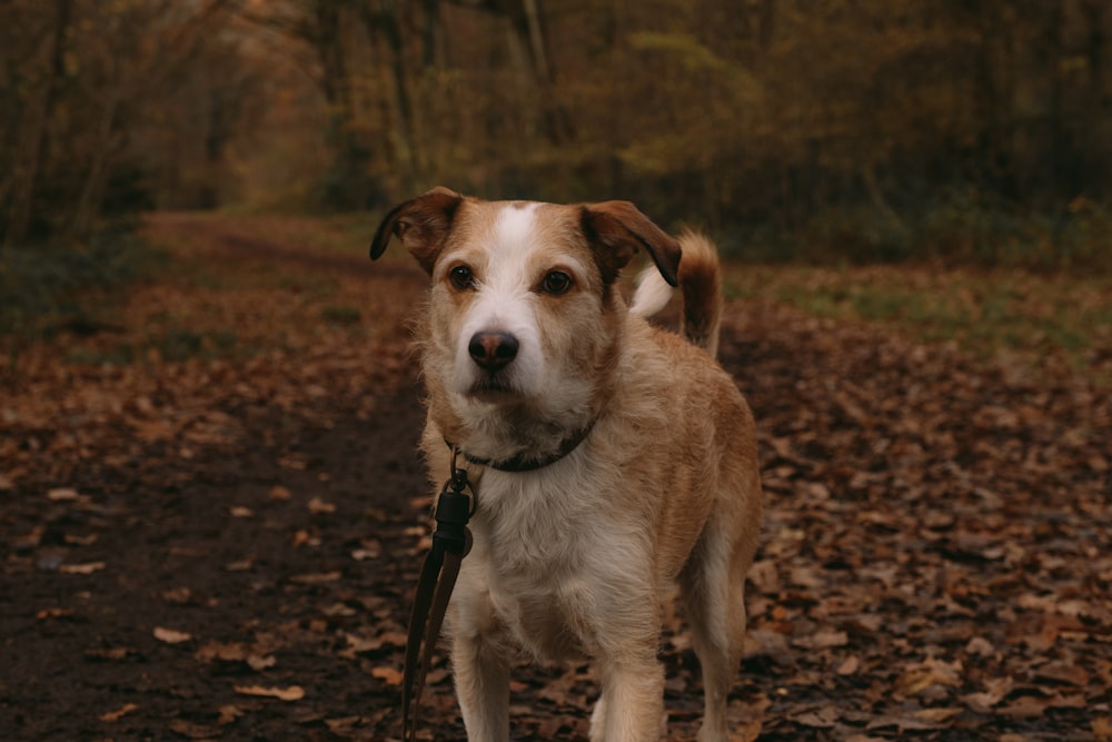 a brown and white dog standing on top of a leaf covered ground