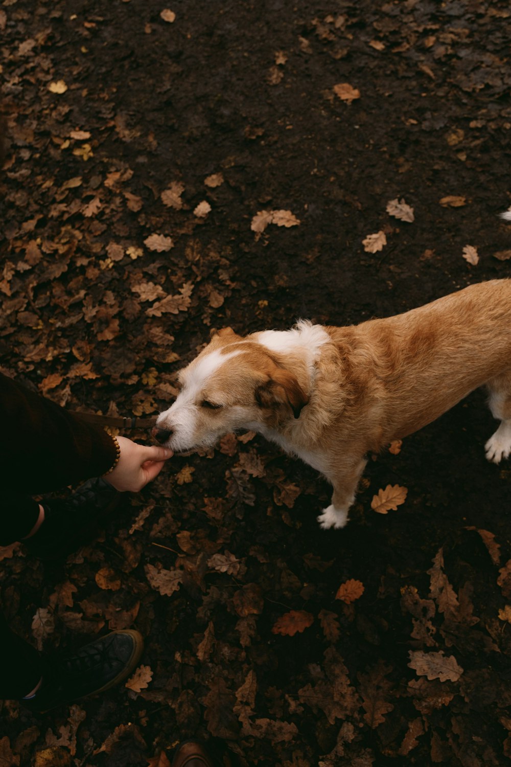 a brown and white dog standing next to a person