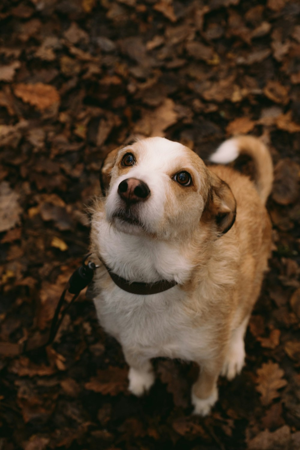 a brown and white dog standing on top of leaves