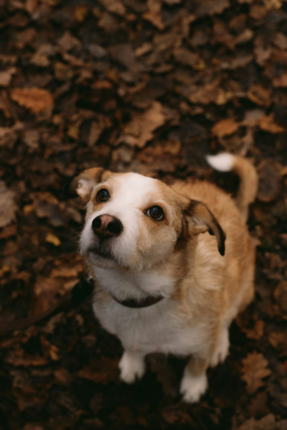 a brown and white dog standing on top of leaves