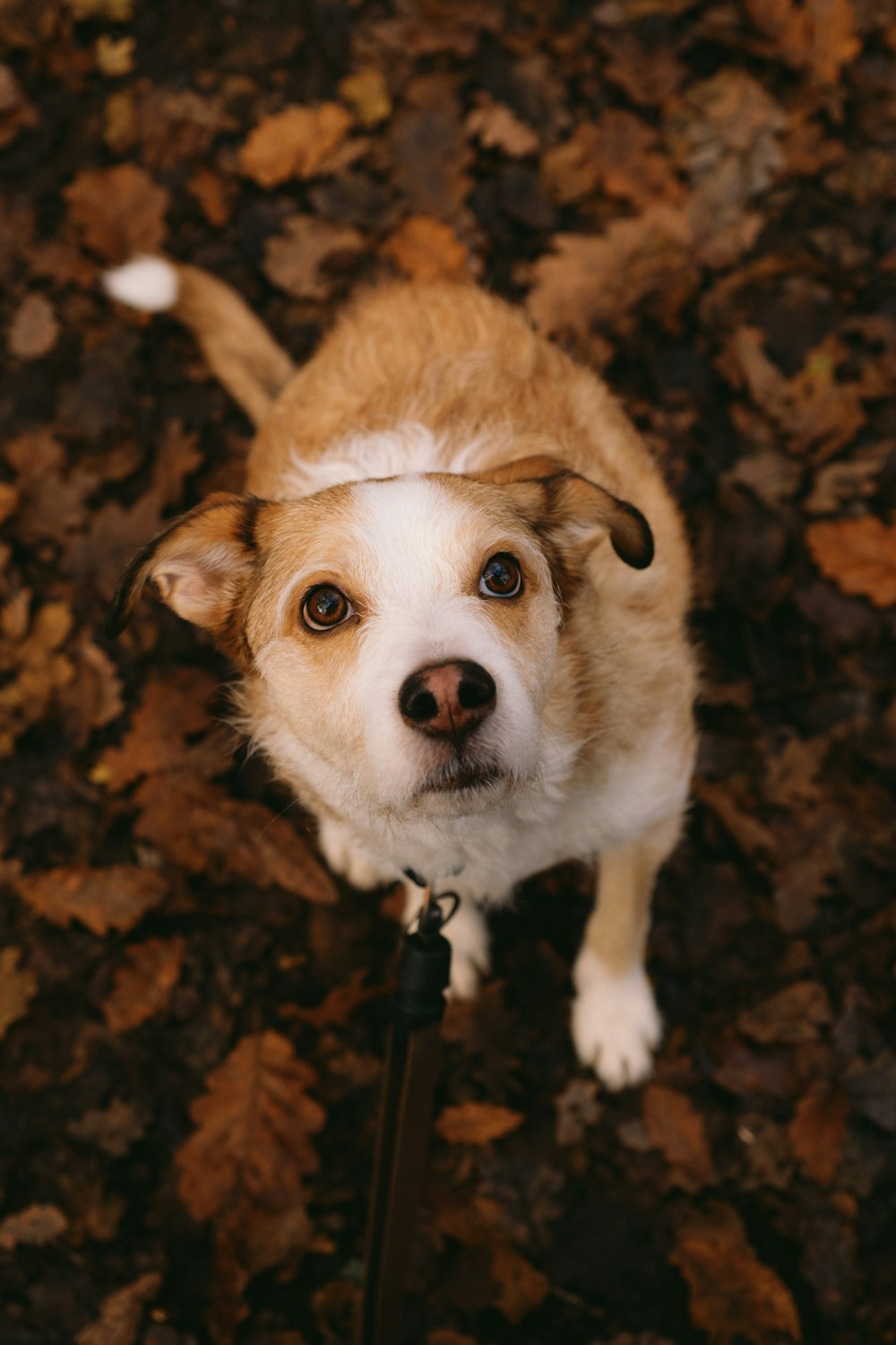 a brown and white dog standing on top of leaves