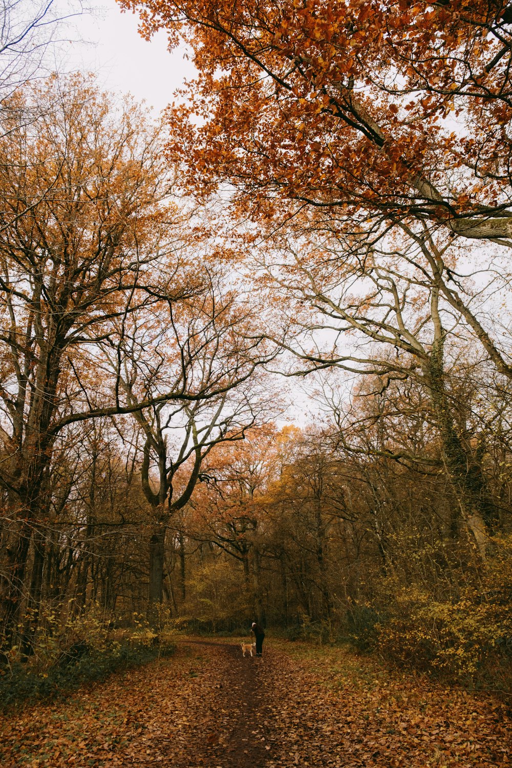 a person walking a dog down a leaf covered path