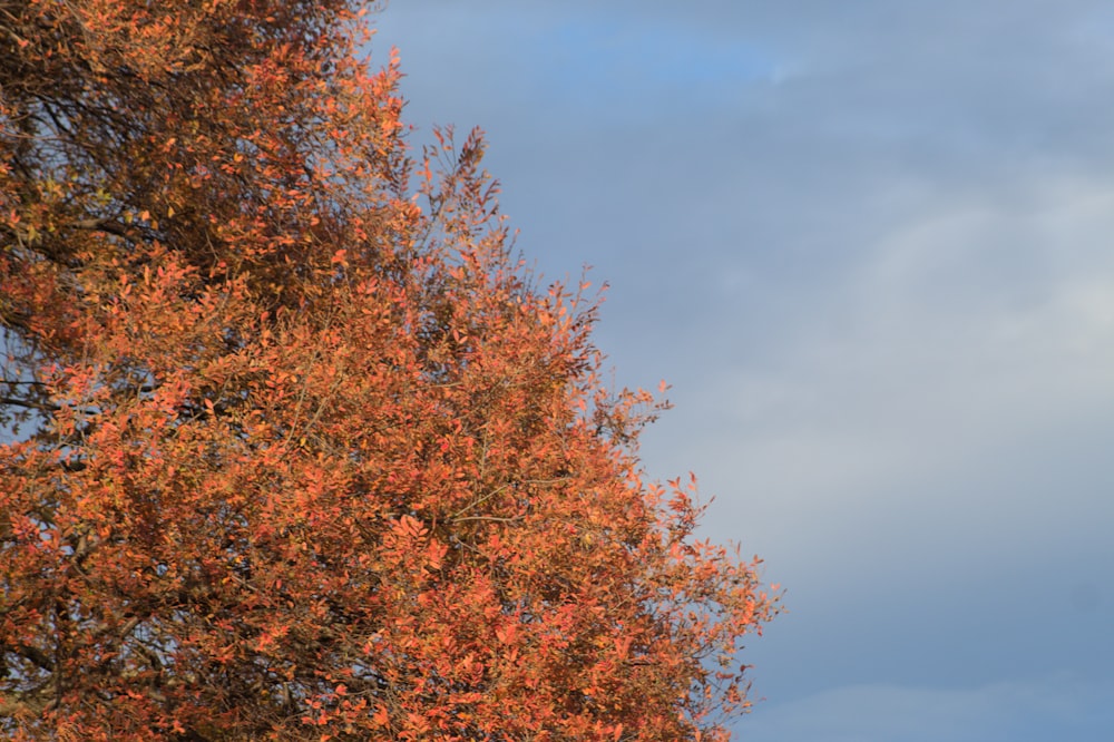 a tree with orange leaves in the foreground and a blue sky in the background
