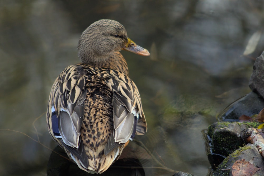 a close up of a bird on a rock