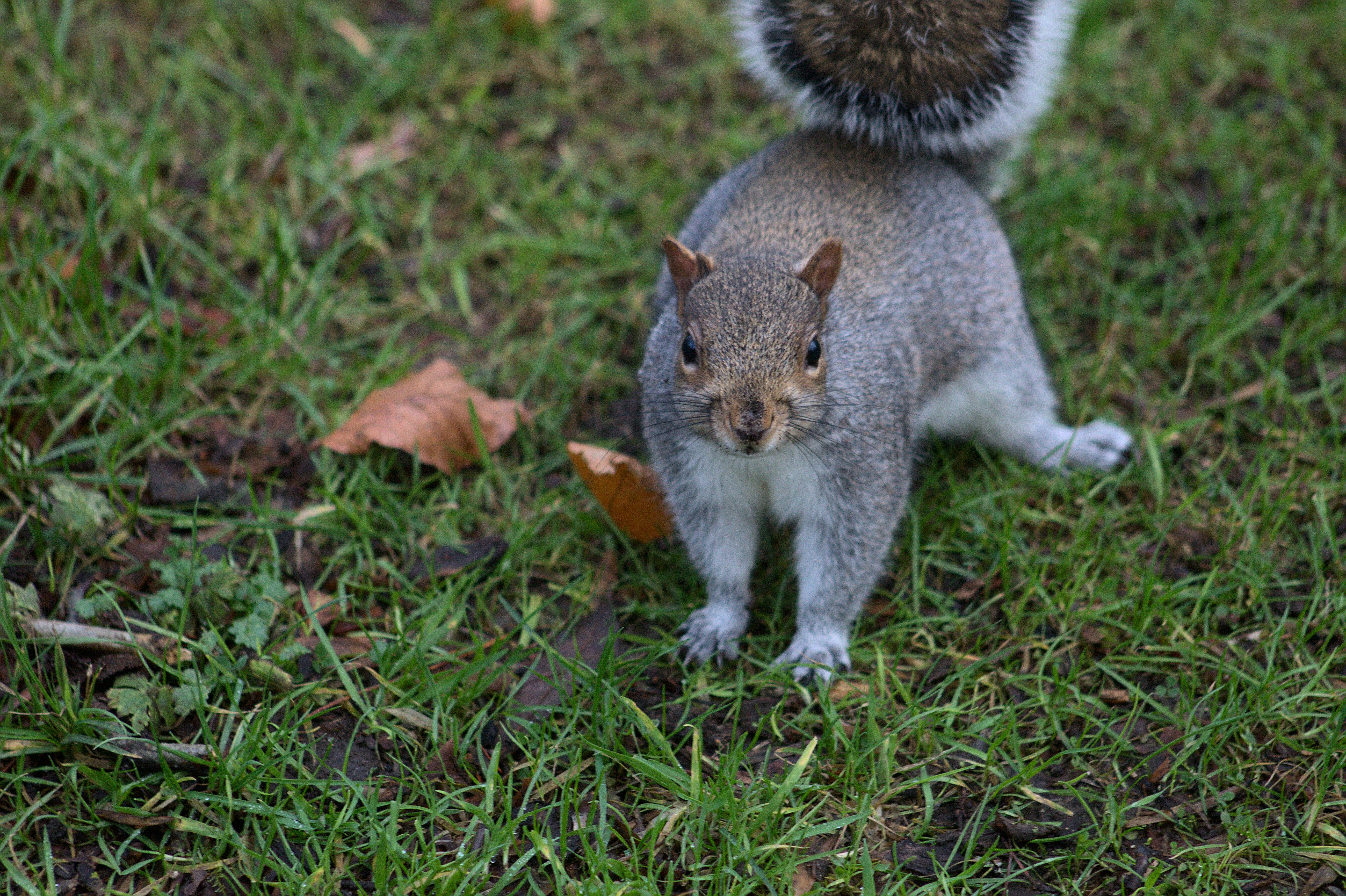 Photo by giuliogabrieli