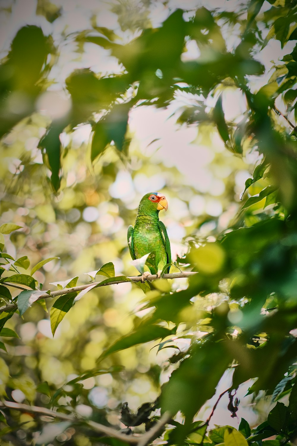 un oiseau vert assis au sommet d’une branche d’arbre