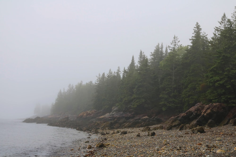 a foggy day on the shore of a lake