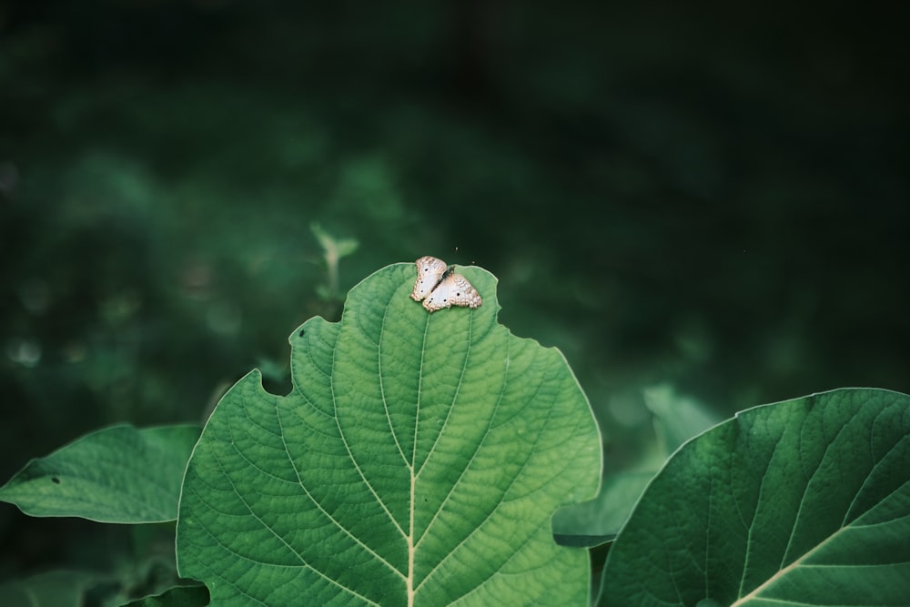 a couple of rings sitting on top of a green leaf