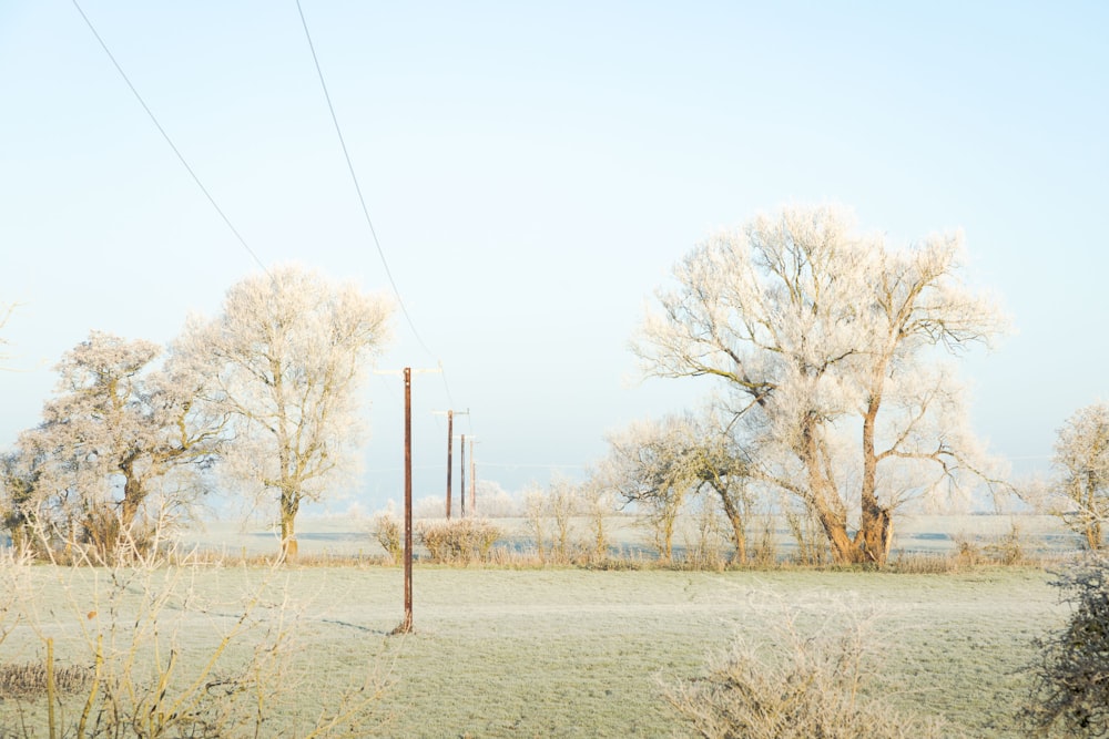 a field with a telephone pole and trees in the background