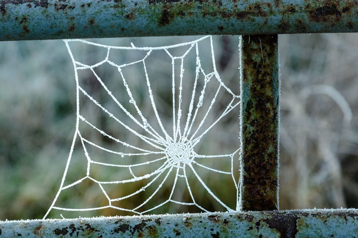 The Spider's Web