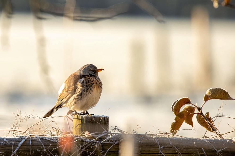 a small bird sitting on top of a wooden post