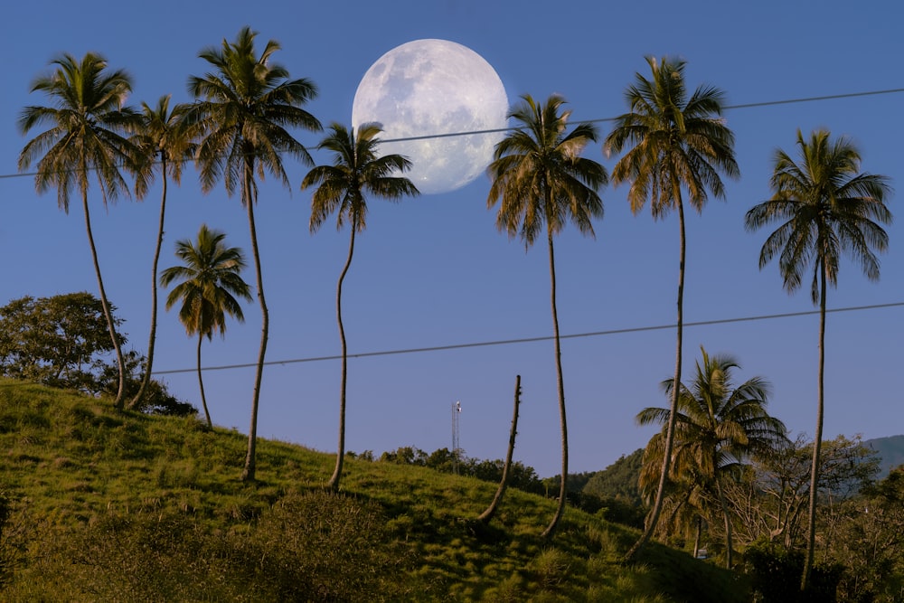 a full moon is seen behind palm trees