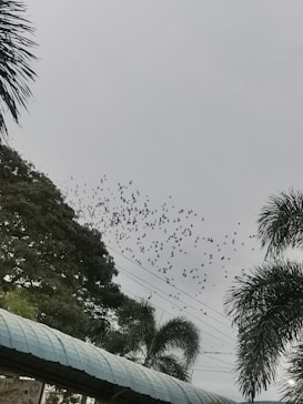 A large flock of birds is flying across a cloudy sky. Below them, there are trees with dense foliage and a structure with a light blue, curved roof. Power lines run horizontally across the image, intersecting with the flight path of the birds.