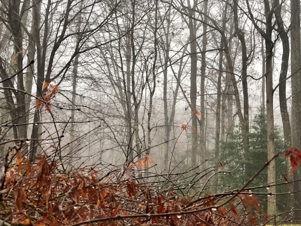 a forest filled with lots of leaf covered trees