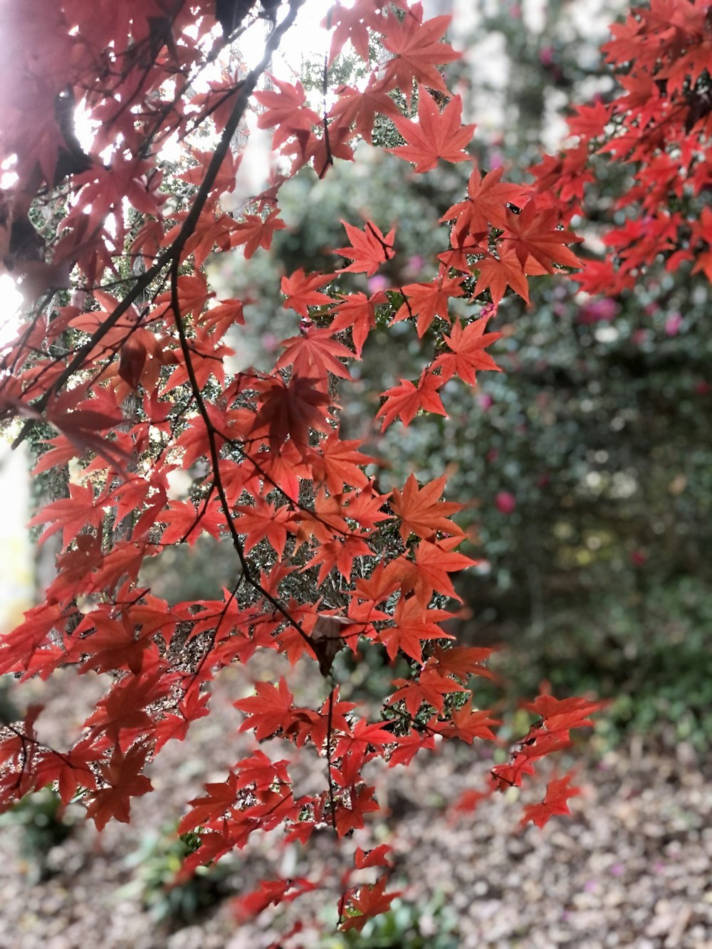 a tree with red leaves in a park