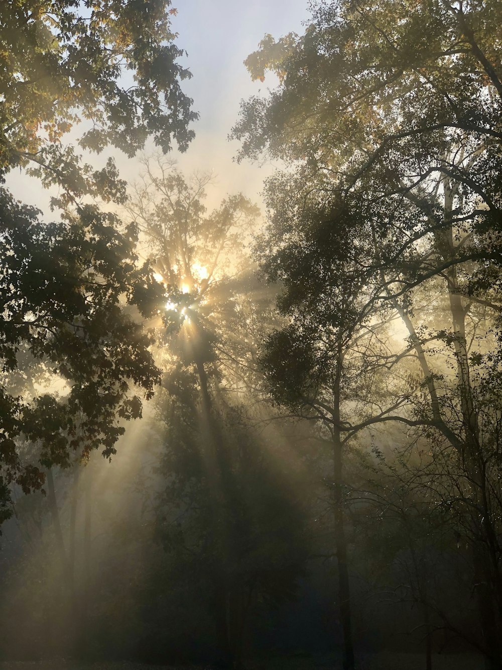 Il sole splende tra gli alberi in una foresta nebbiosa