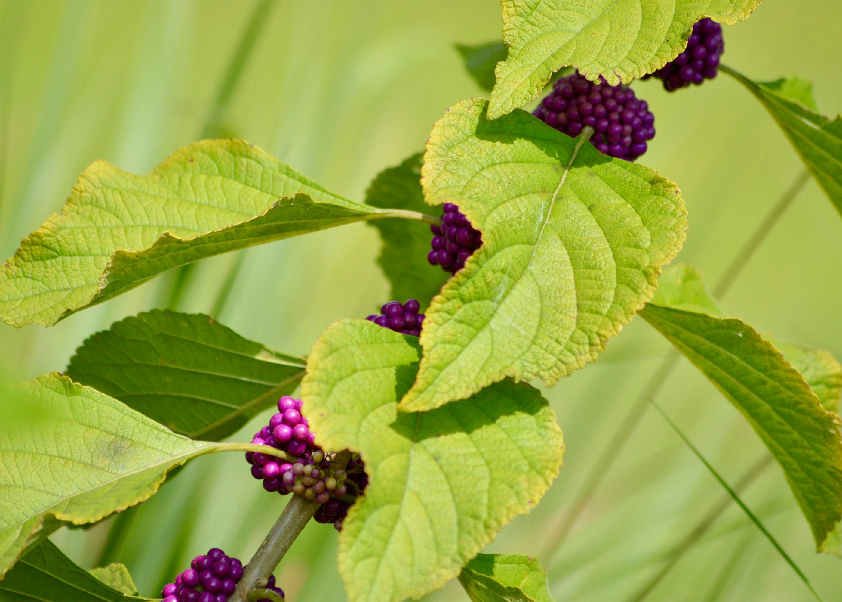 Photo by thisissofiapagan