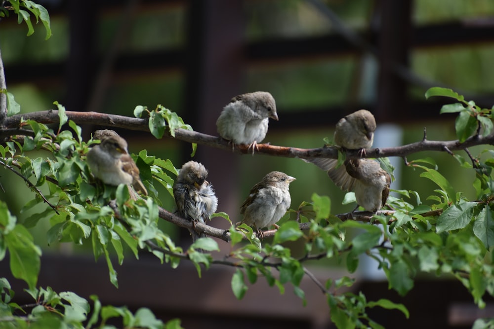 a group of small birds sitting on a tree branch