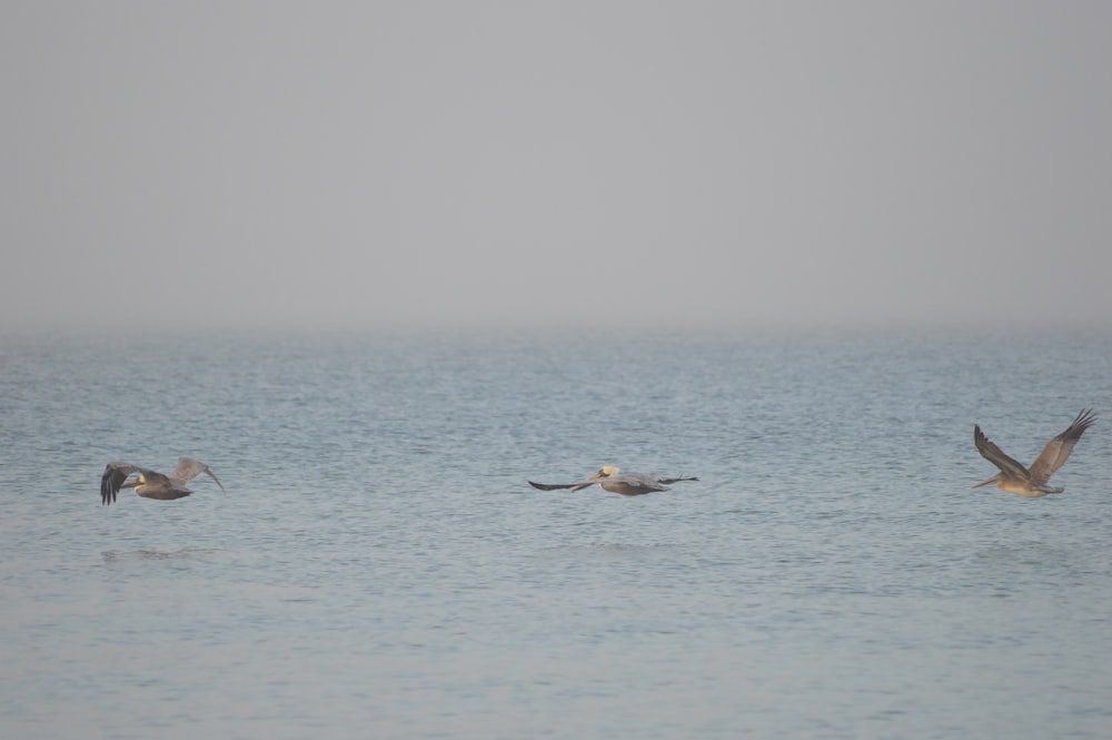 a flock of birds flying over a large body of water