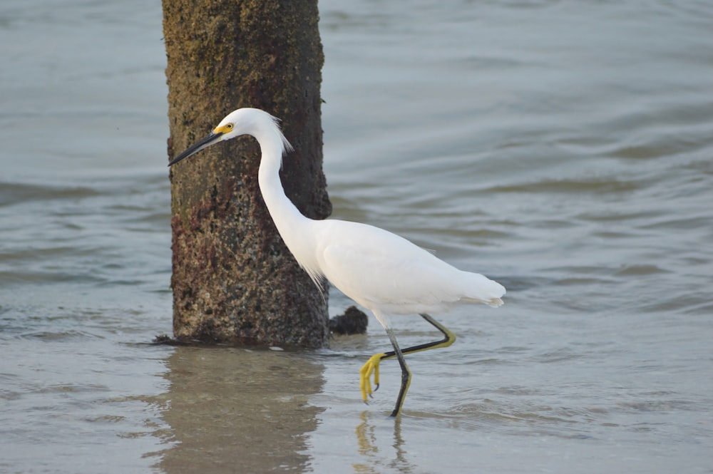 a white bird standing next to a tree in the water