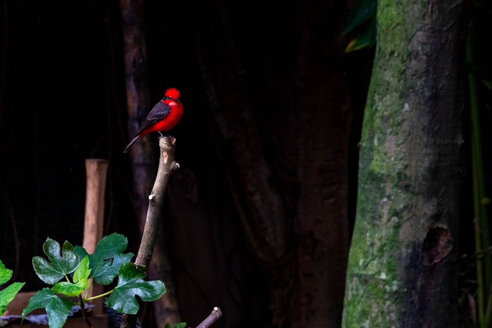 a red and black bird sitting on a tree branch