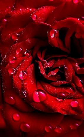 Close-up of a deep red rose with dew drops on its petals, highlighting its velvety texture.