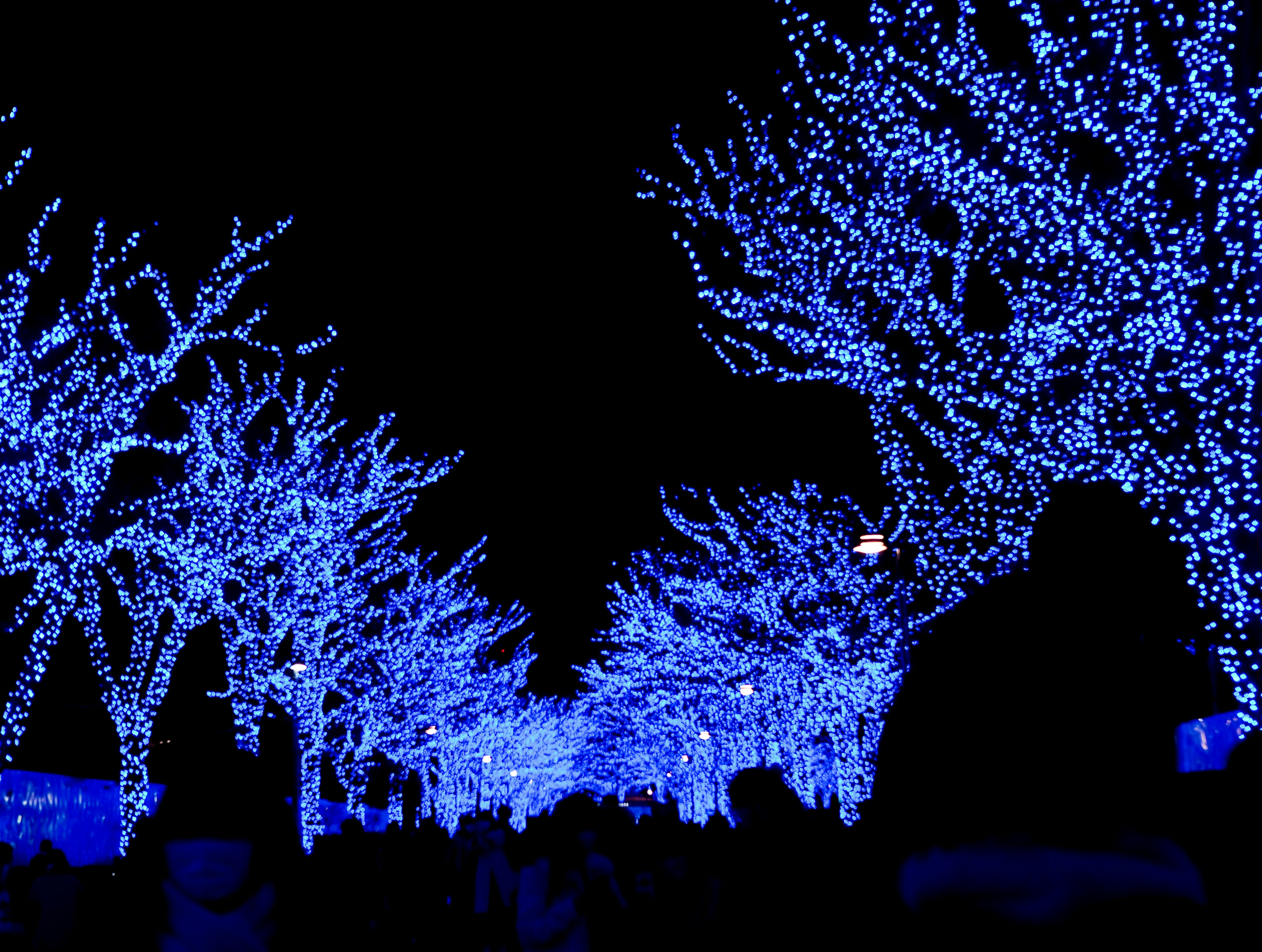 파란 불빛으로 밝혀진 나무 무리