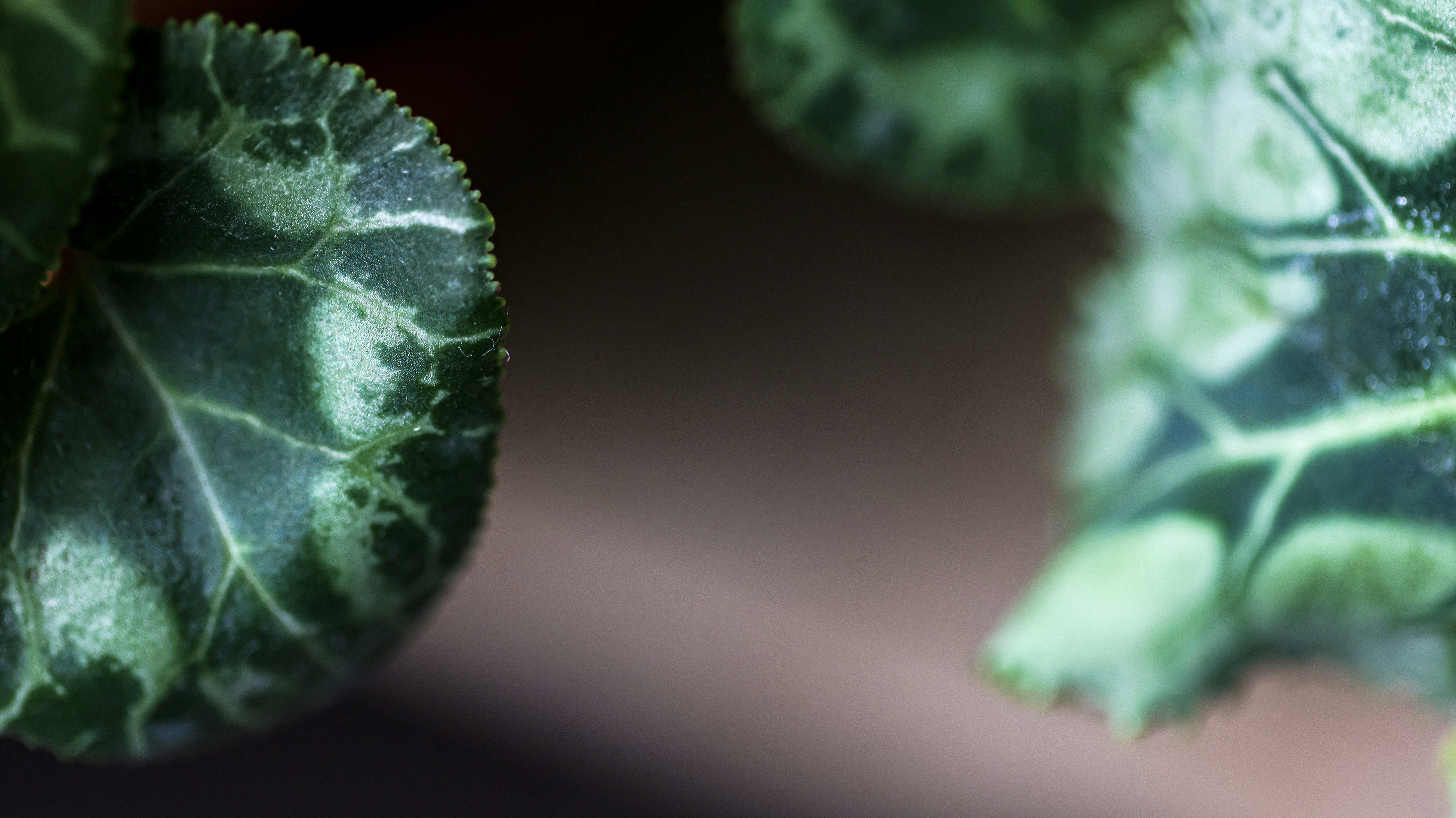 Photo by dickenslin76