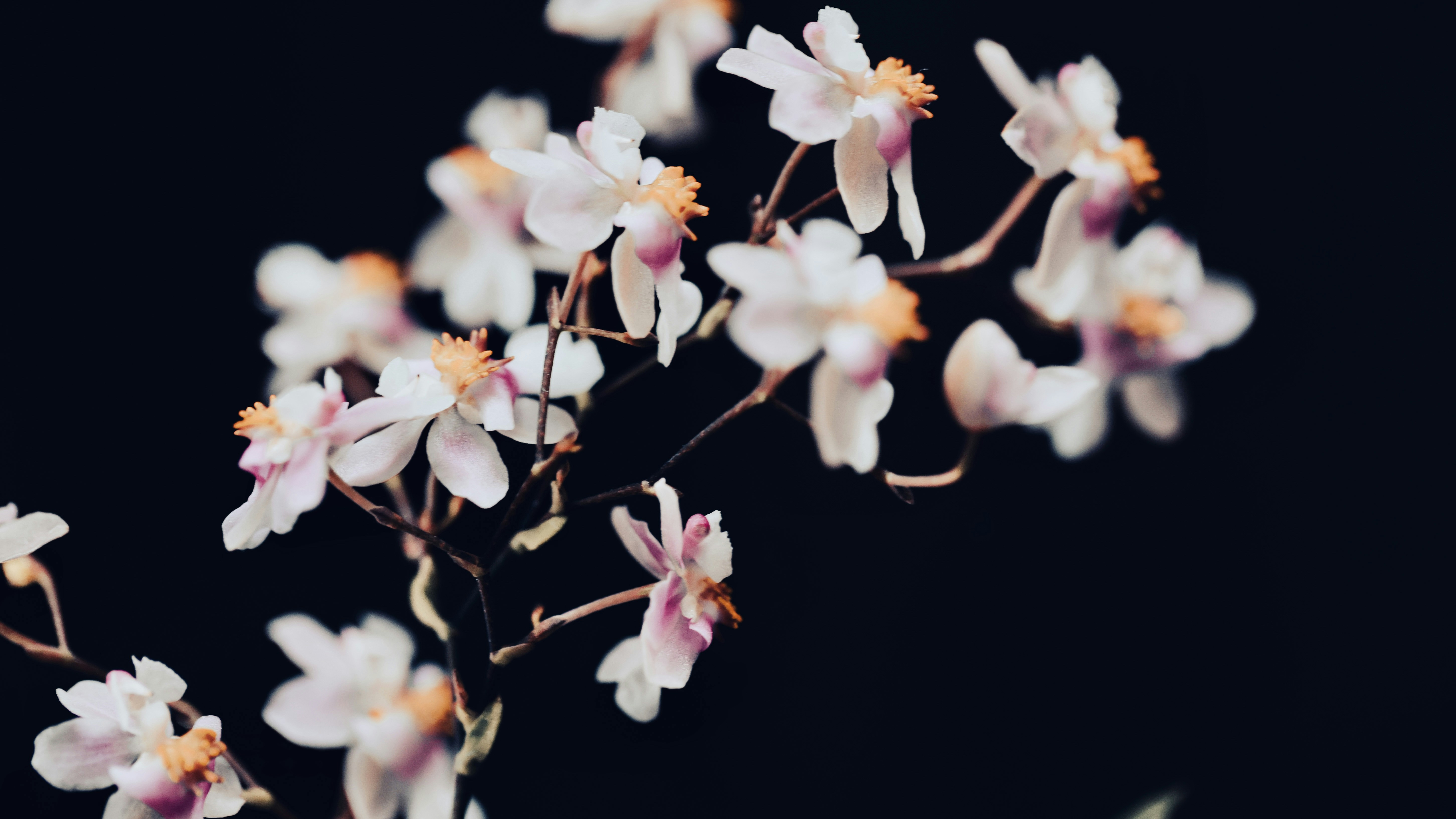 Photo by dickenslin76