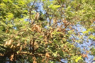 A farmer inspecting ripe tamarind pods in a lush field.