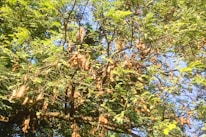 Tamarind pods hanging on a tree branch under warm sunlight.