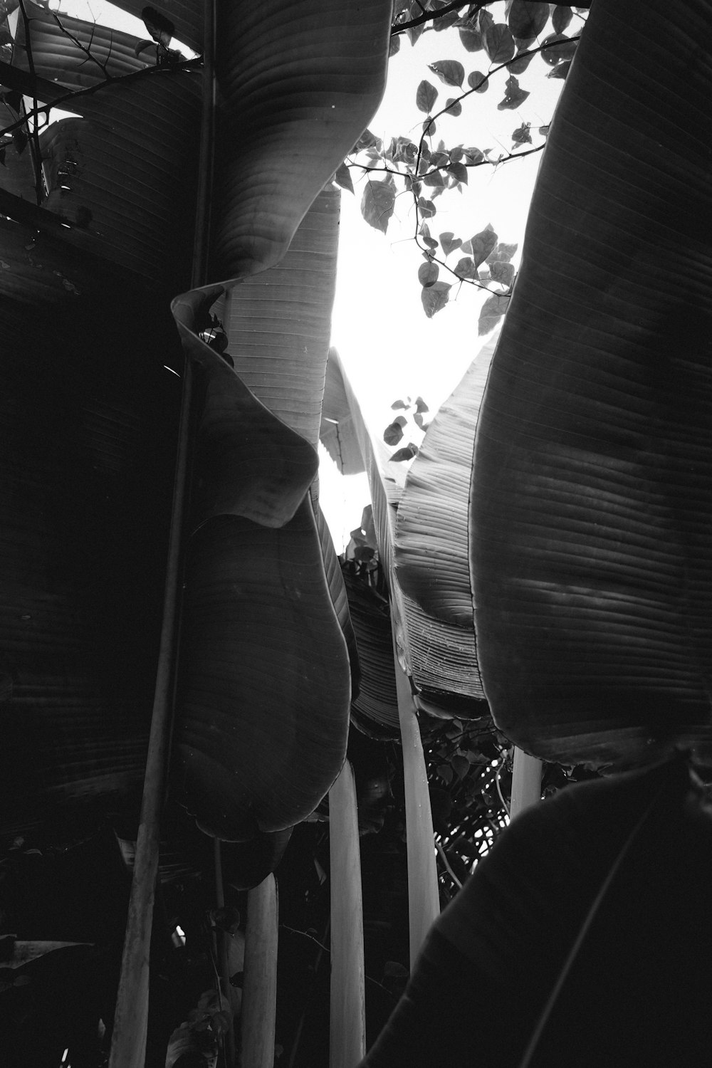 a black and white photo of a banana tree