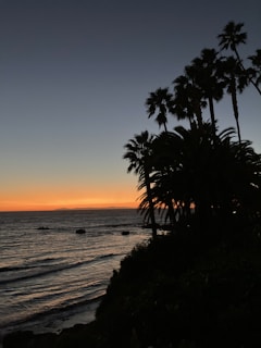 Sunset over Hilo Bay with silhouettes of palm trees and gentle waves.
