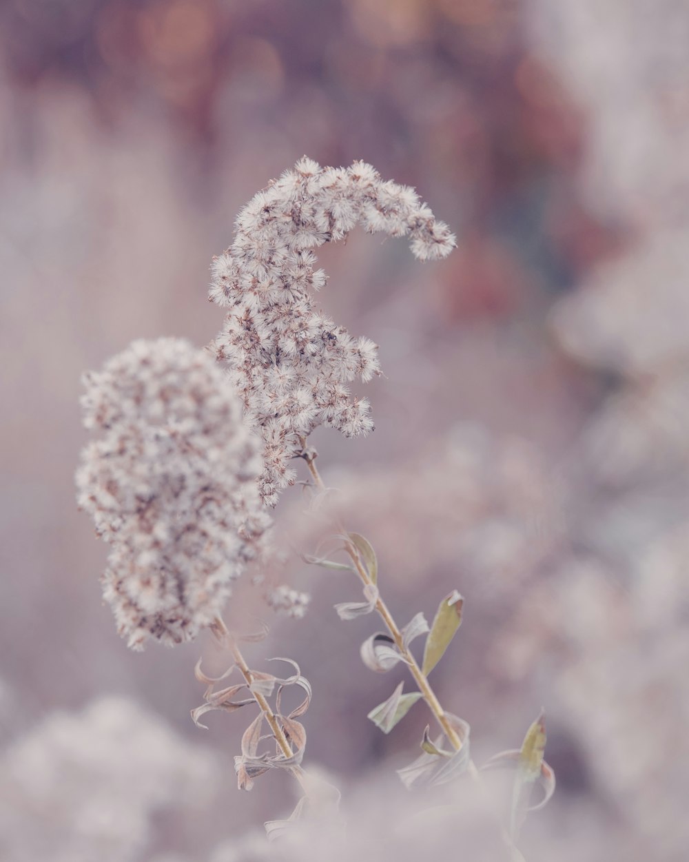 a close up of a flower with a blurry background