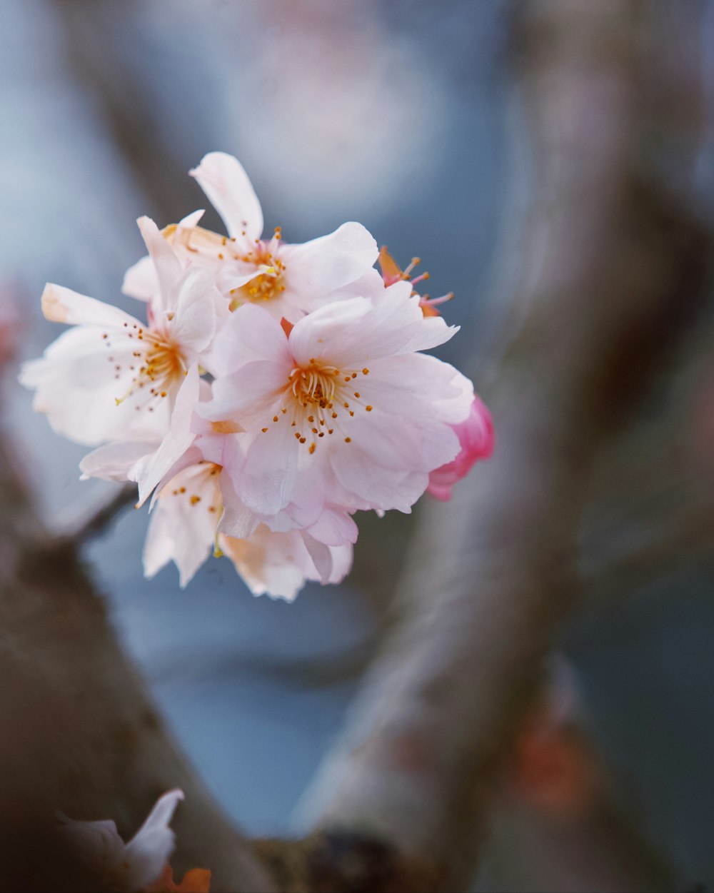 a close up of a flower on a tree