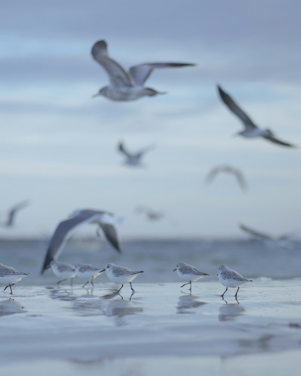 a flock of birds flying over a body of water