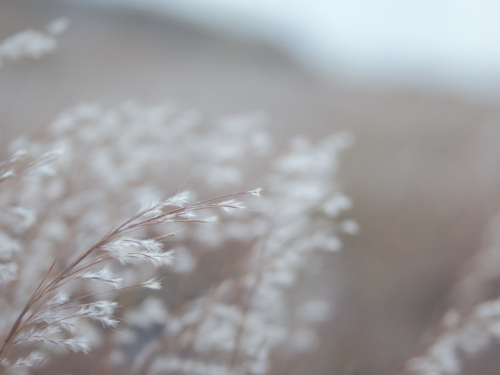 a blurry photo of some white flowers