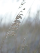 Close-up of leaves rustling softly in a gentle wind.