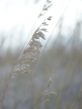 Close-up of leaves rustling softly in a gentle wind.