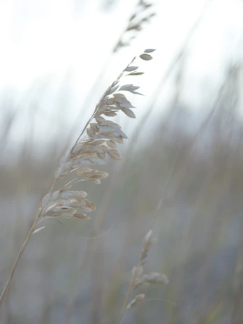 Close-up of delicate leaves swaying slowly in a calm breeze.